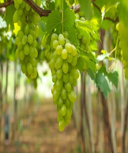 Fresh Grapes